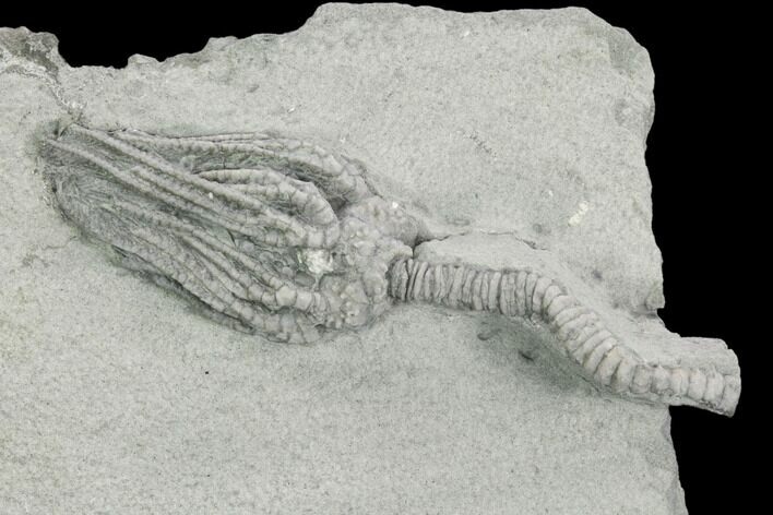 Crinoid (Platycrinites) Fossil - Crawfordsville, Indiana #125917